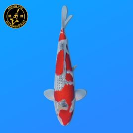 Koi Japon Nisai Goshiki eleveur Kawakami +-35 cm