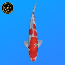 Koi Japon Nisai Goshiki eleveur Kawakami +-35 cm