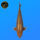 Koi Japon Nisai Ginrin Chagoi eleveur Kanno 48 cm