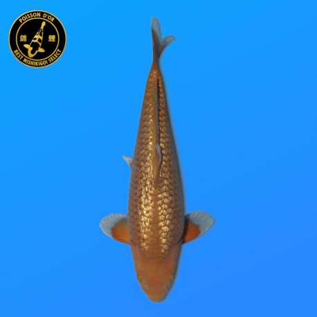 Koi Japon Nisai Ginrin Chagoi eleveur Kanno 48 cm
