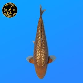 Koi Japon Nisai Ginrin Chagoi eleveur Kanno 47 cm