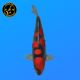 Koi Japon Nisai Goshiki eleveur Kanno 40 cm