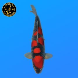 Koi Japon Nisai Goshiki eleveur Kanno 40 cm