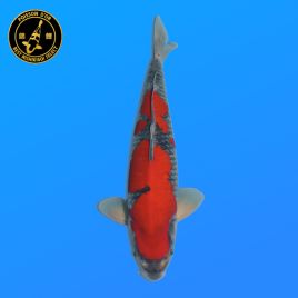 Koi Japon Nisai Goshiki eleveur Kanno 40 cm