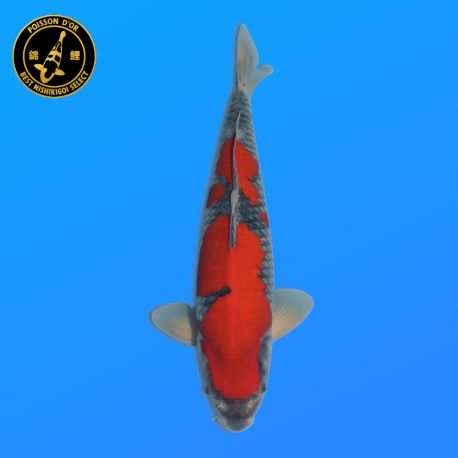 Koi Japon Nisai Goshiki eleveur Kanno 40 cm