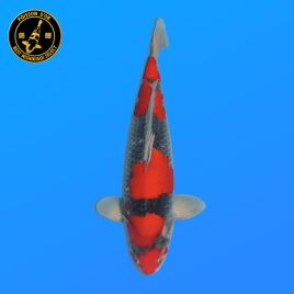 Koi Japon Nisai Goshiki eleveur Kanno 40 cm