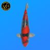 Koi Japon Nisai Goshiki eleveur Kanno 40 cm