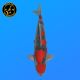 Koi Japon Nisai Goshiki eleveur Kanno 40 cm