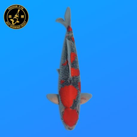 Koi Japon Nisai Goshiki eleveur Kanno 40 cm