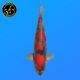 Koi Japon Nisai Goshiki eleveur Kanno 40 cm