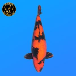 Koi Japon Sansai Hi Utsuri Femelle eleveur Shinoda 60 cm