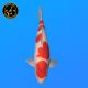Koi Japon Nisai Kohaku Male eleveur Marudo 57 cm