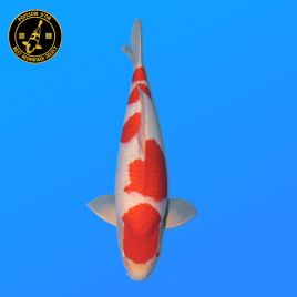 Koi Japon Nisai Kohaku Male eleveur Marudo 57 cm