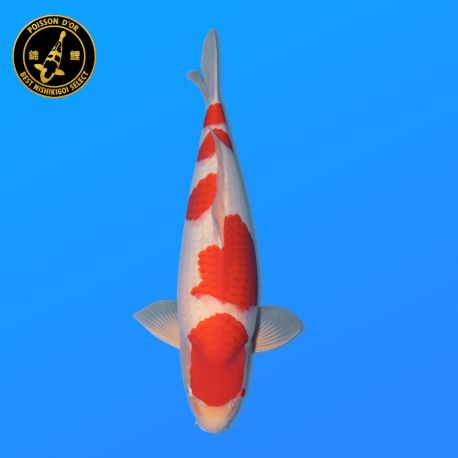 Koi Japon Nisai Kohaku Male eleveur Marudo 57 cm