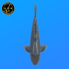 Koi Japon Nisai Ginrin Soragoi eleveur Kawakami 30-35 cm