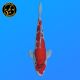 Koi Japon Nisai Goshiki eleveur Kawakami 30-35 cm
