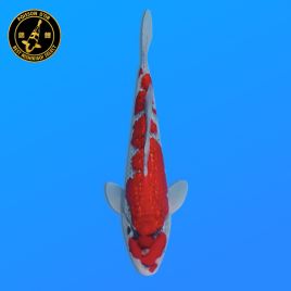 Koi Japon Nisai Goshiki eleveur Kawakami 30-35 cm