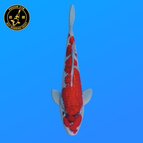 Koi Japon Nisai Goshiki eleveur Kawakami 30-35 cm