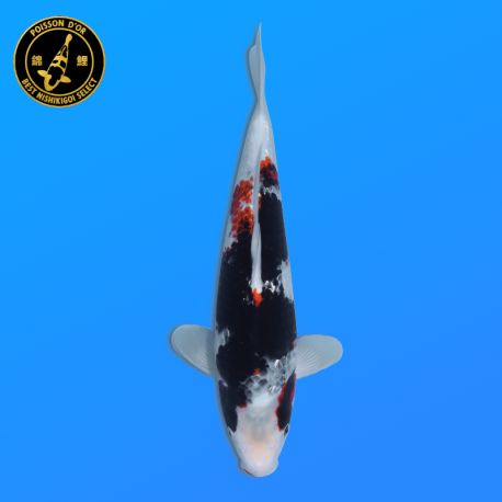 Koi Japon Nisai Kawarigoi eleveur Kawakami 30-35 cm
