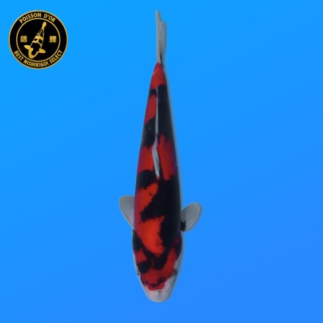 Koi Japon Nisai Doitsu Showa eleveur Kawakami 30-35 cm