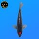 Koi Japon Nisai Tancho Goshiki eleveur Kawakami 30-35 cm