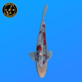 Koi Japon Nisai Kawarigoi eleveur Kawakami 30-35 cm