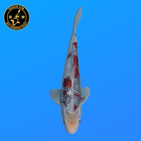 Koi Japon Nisai Kawarigoi eleveur Kawakami 30-35 cm