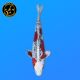 Koi Japon Nisai Beni Kikokuryu eleveur Kawakami 30-35 cm