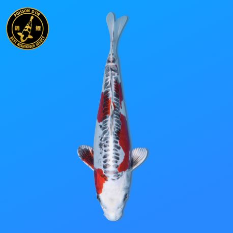 Koi Japon Nisai Beni Kikokuryu eleveur Kawakami 30-35 cm