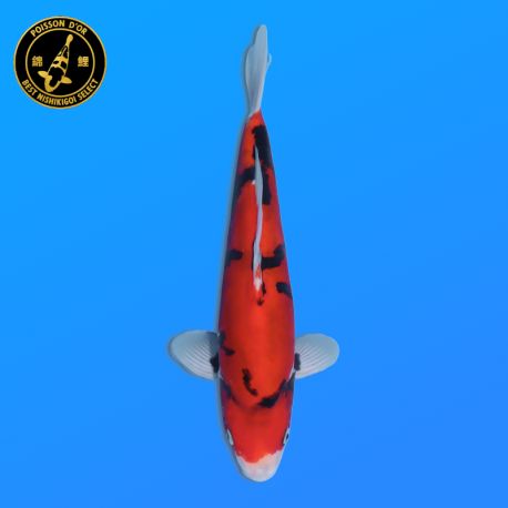 Koi Japon Nisai Doitsu Showa eleveur Kawakami 30-35 cm