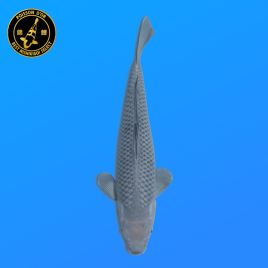 Koi Japon Nisai Soragoi eleveur Kawakami 30-35 cm
