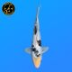 Koi Japon Nisai Doitsu Shiro eleveur Kawakami 30-35 cm