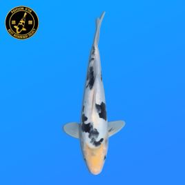 Koi Japon Nisai Doitsu Shiro eleveur Kawakami 30-35 cm