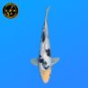 Koi Japon Nisai Doitsu Shiro eleveur Kawakami 30-35 cm