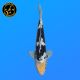 Koi Japon Nisai Doitsu Shiro eleveur Kawakami 30-35 cm