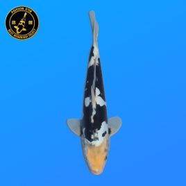 Koi Japon Nisai Doitsu Shiro eleveur Kawakami 30-35 cm