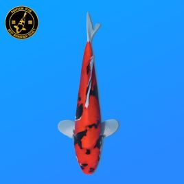 Koi Japon Nisai Doitsu Showa eleveur Kawakami 30-35 cm