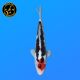 Koi Japon Nisai Beni Kumonryu eleveur Kawakami 30-35 cm