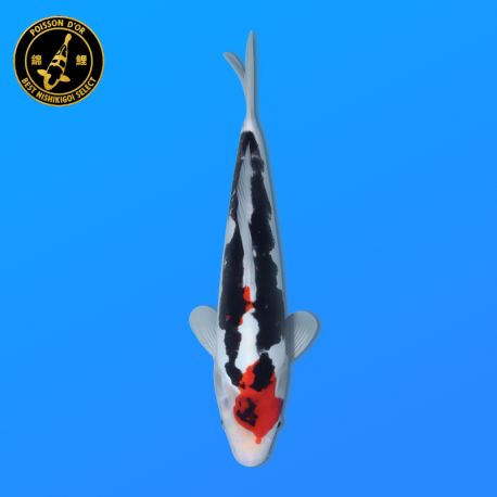 Koi Japon Nisai Beni Kumonryu eleveur Kawakami 30-35 cm
