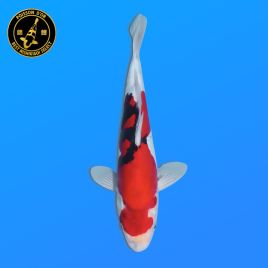 Koi Japon Nisai Beni Kumonryu eleveur Kawakami 30-35 cm