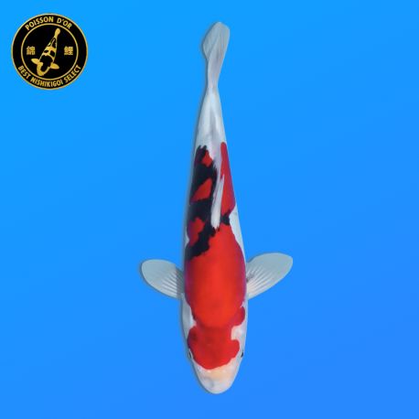 Koi Japon Nisai Beni Kumonryu eleveur Kawakami 30-35 cm