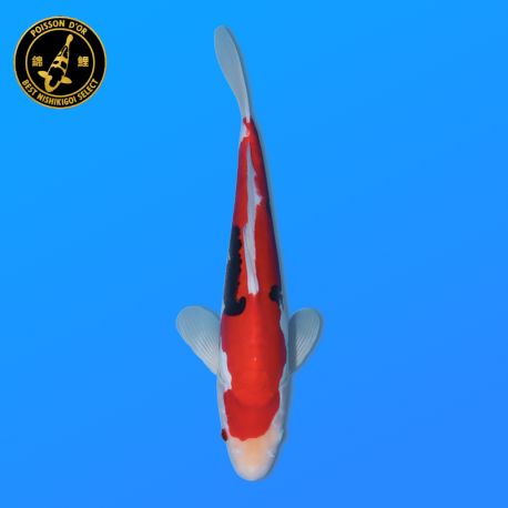 Koi Japon Nisai Doitsu Showa eleveur Kawakami 30-35 cm