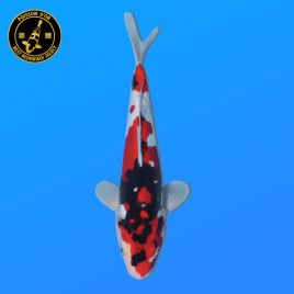Koi Japon Nisai Doitsu Showa eleveur Kawakami 30-35 cm