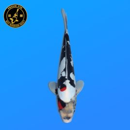 Koi Japon Nisai Doitsu Showa eleveur Kawakami 30-35 cm