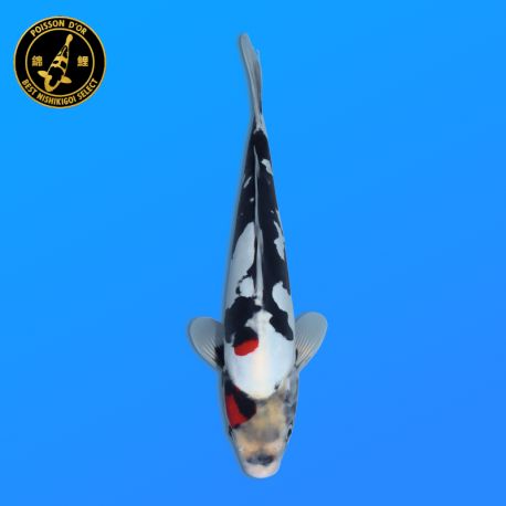 Koi Japon Nisai Doitsu Showa eleveur Kawakami 30-35 cm