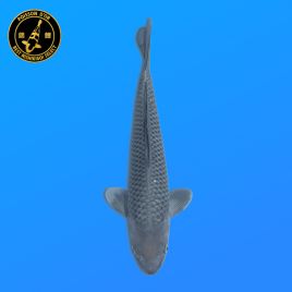 Koi Japon Nisai Soragoi eleveur Kawakami 30-35 cm