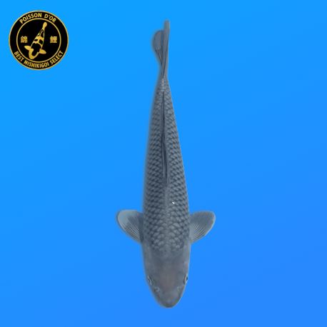 Koi Japon Nisai Soragoi eleveur Kawakami 30-35 cm