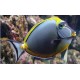 Naso elegans (dorsale orange) : 25 cm  297,50 €