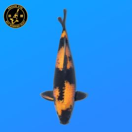 Koi Japon Nisai Ki Utsuri eleveur Otsuka 40-44 cm