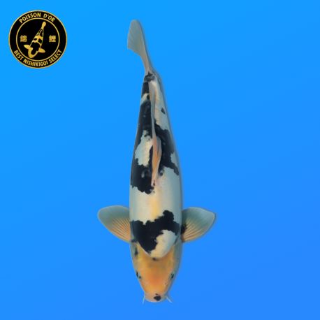 Koi Japon Nisai Doisu Shiro eleveur Kanno 37-45 cm